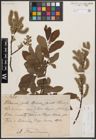Foto von Salix cinerea L.
